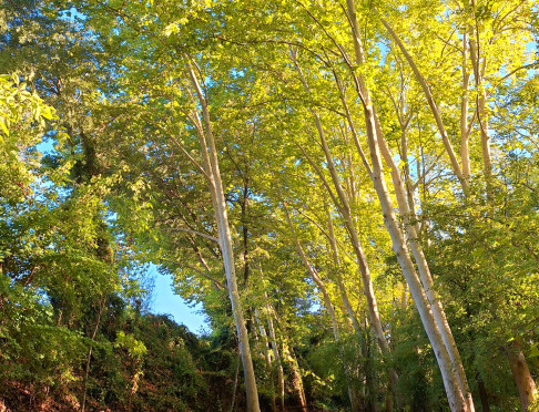 Albereda Santes Creus