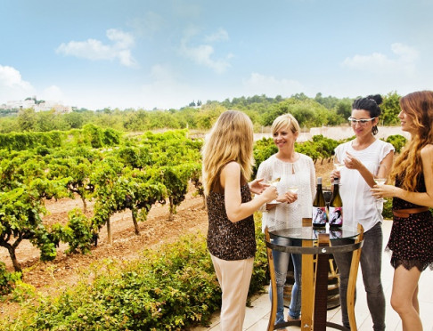 Paisatge vinyes_Celler Avgvstvs Forvm